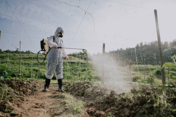 Pest Prevention Services in Kearny, AZ