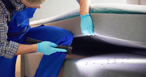 Best Insect Control  in Kearny, AZ